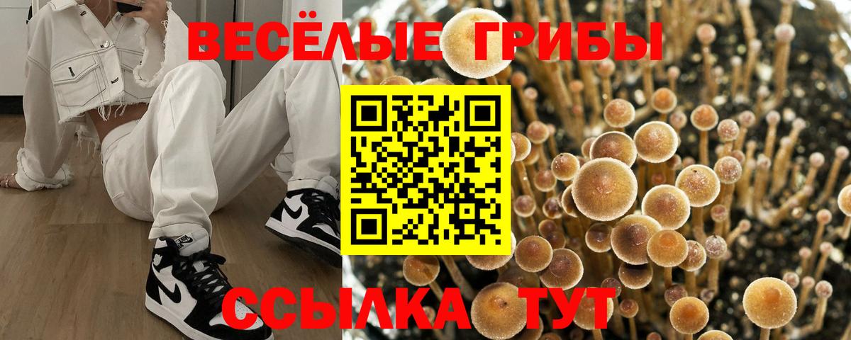 Михайловск  Галлюциногенные грибы Psilocybe  Вход с VPN  Галлюциногенные грибы мухоморы 